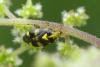 Liocoris tripustulatus